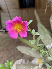 Portulaca umbraticola