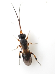 Cheloninae