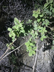 Lonicera subspicata