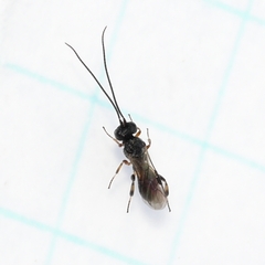 Cheloninae