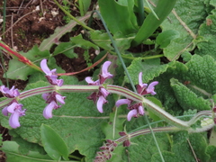 Salvia sclareoides