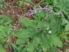 Salvia sclareoides