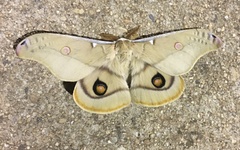 Opodiphthera eucalypti