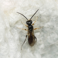 Cheloninae
