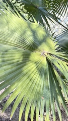 Washingtonia filifera