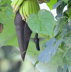 Anthracothorax mango