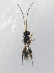 Cheloninae