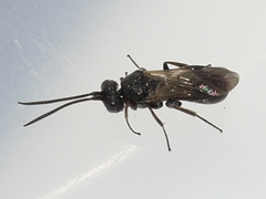 Cheloninae