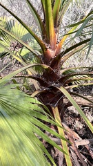 Washingtonia filifera