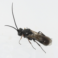 Cheloninae