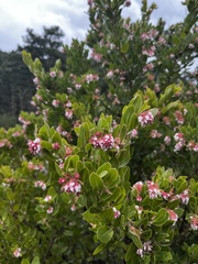 Arctostaphylos virgata