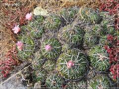 Echinofossulocactus