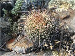 Mammillaria gigantea