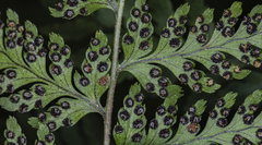 Arachniodes insularis