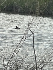 Podilymbus podiceps