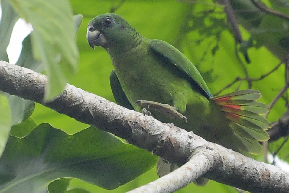 Black-Billed Amazon