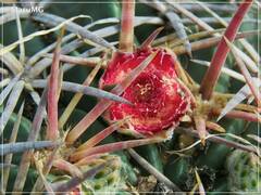 Ferocactus macrodiscus