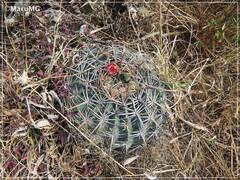 Ferocactus macrodiscus