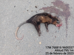Didelphis marsupialis