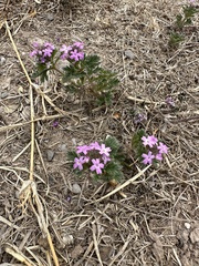 Glandularia wrightii