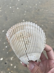 Dinocardium robustum