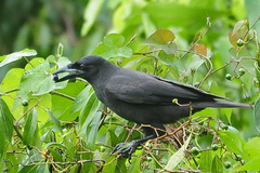 Corvus jamaicensis