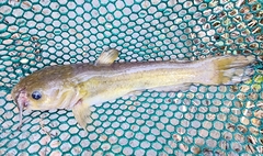Ameiurus brunneus