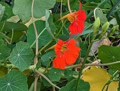 Tropaeolum majus