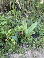 Iris lutescens