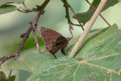 Pyrginae