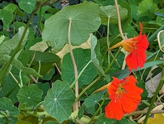 Tropaeolum majus