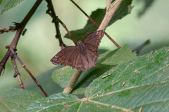 Pyrginae