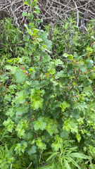 Ribes californicum