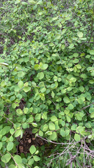 Symphoricarpos