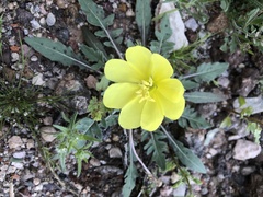 Oenothera primiveris