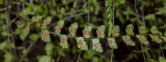 Asplenium peruvianum insulare