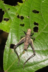 Eneoptera guyanensis