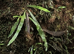 Notogrammitis billardierei