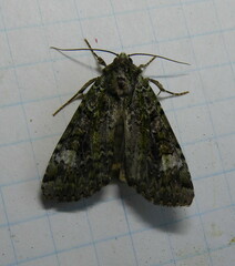 Anaplectoides prasina