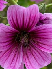 Malva assurgentiflora