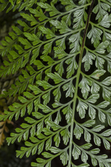 Asplenium sphenotomum