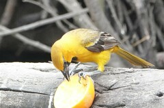 Icterus gularis × graduacauda