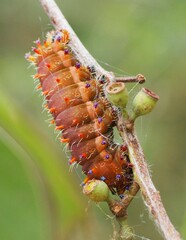 Opodiphthera eucalypti