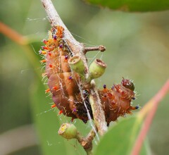 Opodiphthera eucalypti