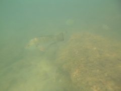 Lutjanus argentimaculatus