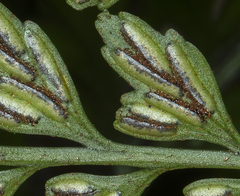 Asplenium sphenotomum
