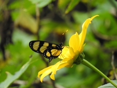 Methona themisto