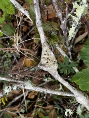 Callirhytis quercussuttoni