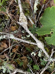 Callirhytis quercussuttoni