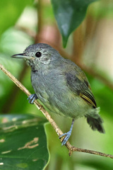 Myrmotherula unicolor